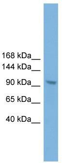 WB Suggested Anti-Zhx3 Antibody Titration: 0.2-1 ug/ml; Positive Control: NIH/3T3 cell lysate