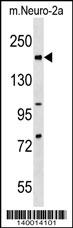 Mouse Rad50 Antibody (C-term) (Cat# 102-14192) western blot analysis in mouse Neuro-2a cell line lysates (35ug/lane).This demonstrates the Rad50 antibody detected the Rad50 protein (arrow).
