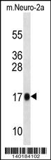 Mouse Rpl13a Antibody (N-term)(Cat# 102-14230) western blot analysis in mouse Neuro-2a cell line lysates (35ug/lane).This demonstrates the Rpl13a antibody detected the Rpl13a protein (arrow).