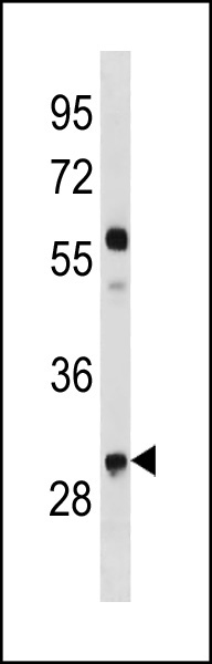 Mouse CCND2 Antibody (C-term T279/T280) (Cat# 102-14757) western blot analysis in mouse NIH-3T3 cell line lysates (35ug/lane).This demonstrates the Mouse CCND2 antibody detected the Mouse CCND2 protein (arrow).
