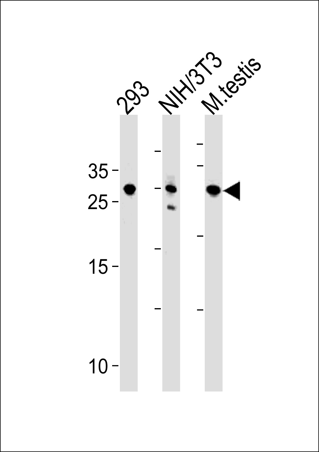 RNF166 Antibody (Center) (Cat# 102-14830) western blot analysis in 293,mouse NIH/3T3 cell line and testis tissue lysates (35ug/lane).This demonstrates the RNF166 antibody detected the RNF166 protein (arrow).