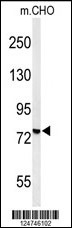 Western blot analysis of YMEL1 Antibody (N-term) (Cat# 102-15784) in CHO cell line lysates (35ug/lane). YMEL1 (arrow) was detected using the purified Pab.
