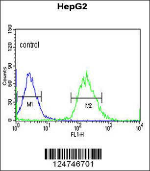 YMEL1 Antibody (N-term) (Cat# 102-15784) flow cytometric analysis of HepG2 cells (right histogram) compared to a negative control cell (left histogram).FITC-conjugated goat-anti-rabbit secondary antibodies were used for the analysis.