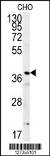PRNIP Antibody (C-term) (Cat# 102-16582) western blot analysis in CHO cell line lysates (15ug/lane).This demonstrates the PRNIP antibody detected the PRNIP protein (arrow).