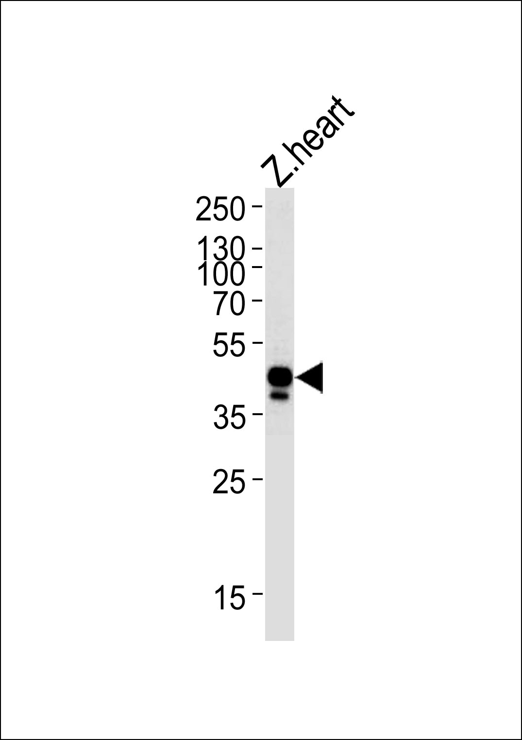 DANRE efnb2a Antibody (Center) (Cat# 102-18509) western blot analysis in zebra fish heart tissue lysates (35ug/lane).This demonstrates the DANRE efnb2a antibody detected the DANRE efnb2a protein (arrow).