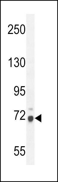 WDR76 Antibody (C-term) (Cat# 102-10733) western blot analysis in mouse NIH-3T3 cell line lysates (35ug/lane).This demonstrates the WDR76 antibody detected the WDR76 protein (arrow).