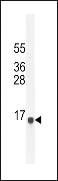 SPAG11A Antibody (N-term) (Cat# 102-10822) western blot analysis in NCI-H292 cell line lysates (35ug/lane).This demonstrates the SPAG11A antibody detected the SPAG11A protein (arrow).