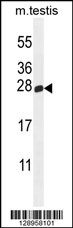 PLD6 Antibody (Center) (Cat# 102-11031) western blot analysis in mouse testis tissue lysates (35ug/lane).This demonstrates the PLD6 antibody detected the PLD6 protein (arrow).