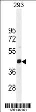 SERTAD4 Antibody (C-term) (Cat# 102-11068) western blot analysis in 293 cell line lysates (35ug/lane).This demonstrates the SERTAD4 antibody detected the SERTAD4 protein (arrow).