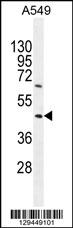 TRIM43 Antibody (Center) (Cat# 102-11126) western blot analysis in A549 cell line lysates (35ug/lane).This demonstrates the TRIM43 antibody detected the TRIM43 protein (arrow).