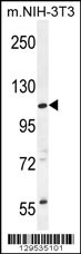 CCDC158 Antibody (C-term) (Cat# 102-11265) western blot analysis in mouse NIH-3T3 cell line lysates (35ug/lane).This demonstrates the CCDC158 antibody detected the CCDC158 protein (arrow).