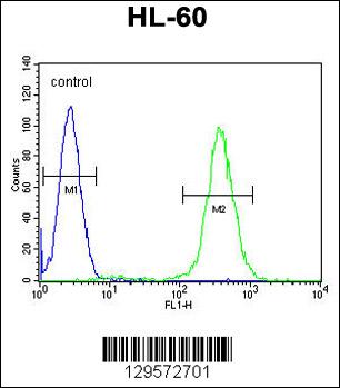 RINL Antibody (N-term) (Cat# 102-11399) flow cytometric analysis of HL-60 cells (right histogram) compared to a negative control cell (left histogram).FITC-conjugated goat-anti-rabbit secondary antibodies were used for the analysis.