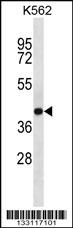 SEC14L4 Antibody (N-term) (Cat# 102-11931) western blot analysis in K562 cell line lysates (35ug/lane).This demonstrates the SEC14L4 antibody detected the SEC14L4 protein (arrow).