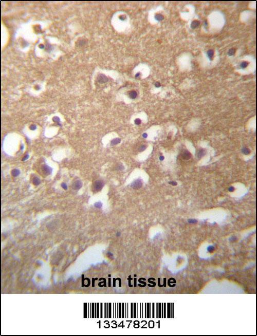 TMCC3 Antibody (Center) (Cat# 102-11976)immunohistochemistry analysis in formalin fixed and paraffin embedded human brain tissue followed by peroxidase conjugation of the secondary antibody and DAB staining.This data demonstrates the use of TMCC3 Antibody (Center) for immunohistochemistry. Clinical relevance has not been evaluated.