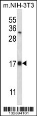 SELK Antibody (Center) (Cat# 102-12069) western blot analysis in mouse NIH-3T3 cell line lysates (35ug/lane).This demonstrates the SELK antibody detected the SELK protein (arrow).