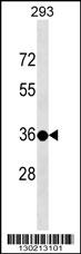 TSPY3 Antibody (C-term) (Cat# 102-13353) western blot analysis in 293 cell line lysates (35ug/lane).This demonstrates the TSPY3 antibody detected the TSPY3 protein (arrow).