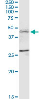 See description below for image caption