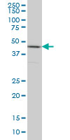 See description below for image caption