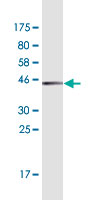 See description below for image caption