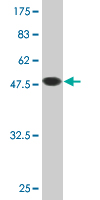 See description below for image caption