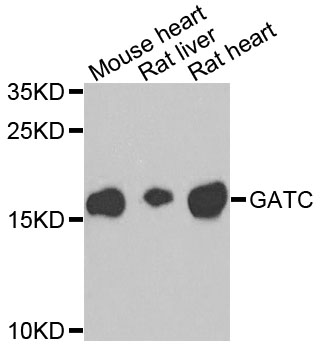 Western blot analysis of extracts of various cells, using GATC antibody.