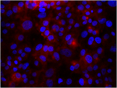 MDA-MB-231 breast cancer cells were stained with anti-CD61 (clone VI-PL2) followed by DyLight™ 649 Goat anti-rat Ig secondary antibody (red), plus DAPI staining for nuclei (blue). Images were taken under 20x bin4 (Filter set: EX647/10x, Dichroic 665LP, EM 700/70x) at exposure 4s. Data provided by Er Liu and John Nolan, La Jolla Institute for Bioengineering.