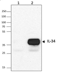 Immunoprecipitation/Western blot analysis using the anti-IL-34 antibody (C051-77). 100 ng/mL of recombinant mouse IL-34 was tested. Lane 1 was immunoprecipitated with rat IgG control antibody and lane 2 was immunoprecipitated with anti-IL-34 antibody (C051-77). Western blot analysis was performed using goat anti-mouse IL-34 antibody.
