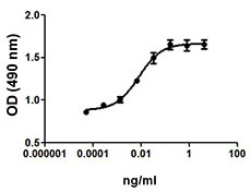 FDC-P1 cell proliferation induced by rat GM-CSF.