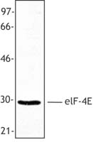 MCF-7 cell extract was resolved by electrophoresis, transferred to nitrocellulose,and probed with rabbitanti-eIF4E antibody. Proteins were visualized using a donkey anti-rabbit secondary conjugated to HRP and a chemiluminescence detection system.