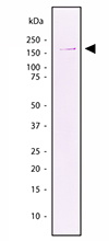 Western blot analysis of E. coli RNA Polymerase CORE using anti-E. coli RNA polymerase β prime mAb.