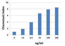 Activated human T cells chemoattracted by mouse CXCL12.
