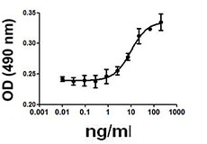 MCF-7 cell proliferation induced by Rat IGF-I.