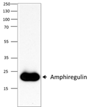Western blot analysis of 50ng of Recombinant Mouse Amphiregulin (carrier-free) under non-reducing condition. Purified rat anti-mouse Amphiregulin antibody (clone 1501107) was used, followed by HRP Goat anti-rat IgG (minimal x-reactivity) antibody.