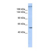 Western blot analysis of ZNF407 in 293T Cell Lysate using ZNF407 antibody at 1 μg/mL (P6-18% gel).