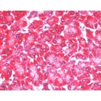 Immunohistochemistry (5μg/ml) staining of paraffin embedded Human Pancreas. Steamed antigen retrieval with citrate buffer pH 6, AP-staining.