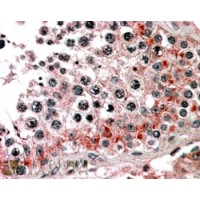 Immunohistochemistry (3.8μg/ml) staining of paraffin embedded Human Testis. Steamed antigen retrieval with citrate buffer pH 6, AP-staining.