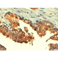 Immunohistochemistry (4μg/ml) staining of paraffin embedded Human Prostate. Steamed antigen retrieval with citrate buffer pH 6, HRP-staining.