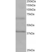 Western Blot staining (1μg/ml) of Human Heart lysate (RIPA buffer, 35μg total protein per lane). Primary incubated for 1 hour. Detected by western blot using chemiluminescence.
