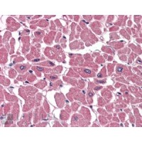 Immunohistochemistry (3.8μg/ml) staining of paraffin embedded Human Heart. Steamed antigen retrieval with citrate buffer pH 6, AP-staining.