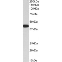 Western blot (0.3 μg/ml) staining of Human Skeletal Muscle lysates (35 μg protein in RIPA buffer). Primary incubation was 1 hour. Detected by chemiluminescence.