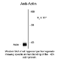 Western blot of rat hippocampal homogenate showing specific immunolabeling of the ~42k actin protein.