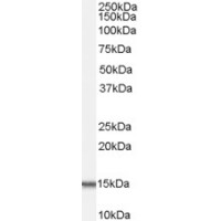 Western Blot (0.01μg/ml) staining of Human Testes lysate (35μg protein in RIPA buffer). Primary incubation was 1 hour. Detected by chemiluminescence.