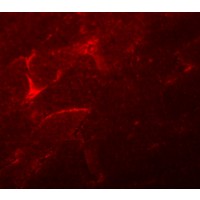Immunofluorescence of ADAMTSL5 in mouse skeletal muscle tissue with ADAMTSL5 antibody at 20 μg/mL.