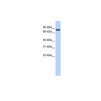 Antibody used in WB on Human Heart at 0.2-1 ug/ml.