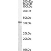 Western Blot (1μg/ml) staining of Human Liver lysate (35μg protein in RIPA buffer). Primary incubation was 1 hour. Detected by chemiluminescence.