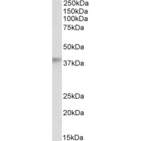 Western Blot (0.5μg/ml) staining of Human Testis lysate (35μg protein in RIPA buffer). Primary incubation was 1 hour. Detected by chemiluminescence.