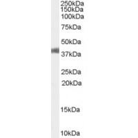 Western Blot (0.3μg/ml) staining of Mouse Liver lysate (35μg protein in RIPA buffer). Primary incubation was 1 hour. Detected by chemiluminescence.