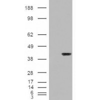 HEK293 overexpressing ARA9 and probed with antibody (mock transfection in first lane).