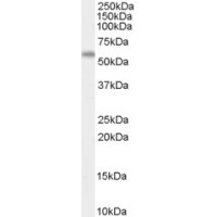 Western Blot (0.3μg/ml) staining of human spleen lysate (35μg protein in RIPA buffer). Primary incubation was 1 hour. Detected by chemiluminescence.
