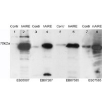 Western Blot staining (0.05μg/ml) of HEK293 cell lysates. Untransfected (Lane 5 and 7) and transfected with Human AIRE (lane 6) or Mouse AIRE (lane 7). Data kindly provided by Prof. Pärt Peterson, University of Tartu, Estonia.